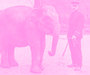 DIEREN IN ROTTERDAM