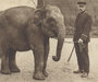 DIEREN IN ROTTERDAM