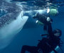 BIG STUFF - MANTAS AND WHALESHARKS 